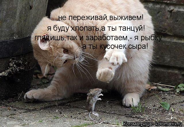 а ты кусочек сыра! глядишь,так и заработаем,- я рыбку, я буду хлопать,а ты танцуй! не переживай,выжив... Котоматрица: а ты кусочек сыра! глядишь,так и заработаем,- я рыбку, я буду хлопать,а ты танцуй! не переживай,выживем!