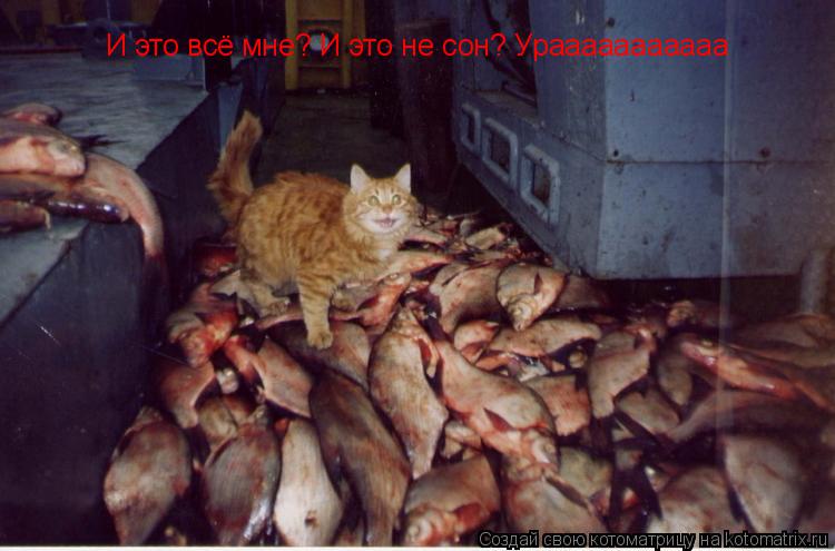 И это всё мне? И это не сон? Урааааааааааа... Котоматрица: И это всё мне? И это не сон? Урааааааааааа