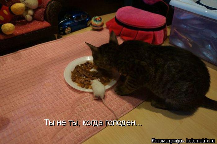 Ты не ты, когда голоден...... Котоматрица: Ты не ты, когда голоден...