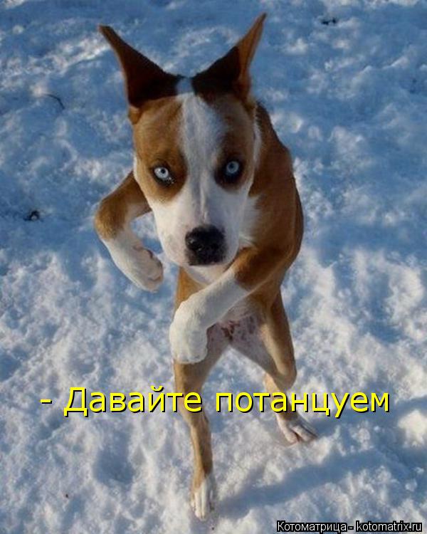 - Давайте потанцуем... Котоматрица: - Давайте потанцуем