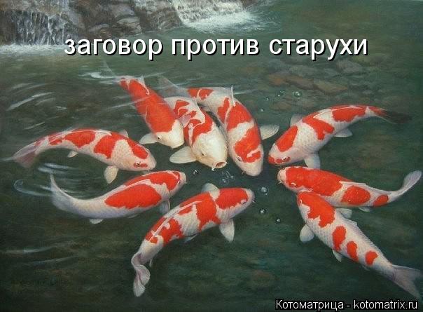 заговор против старухи... Котоматрица: заговор против старухи