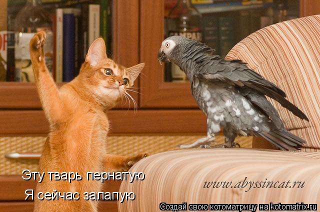 Я сейчас залапую Эту тварь пернатую... Котоматрица: Я сейчас залапую Эту тварь пернатую