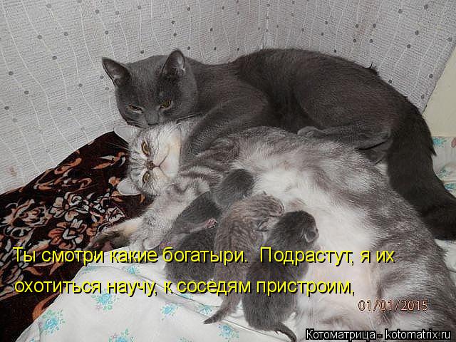 Ты смотри какие богатыри. Подрастут, я их охотиться научу, к соседям пристроим,... Котоматрица: Ты смотри какие богатыри. Подрастут, я их охотиться научу, к соседям пристроим,