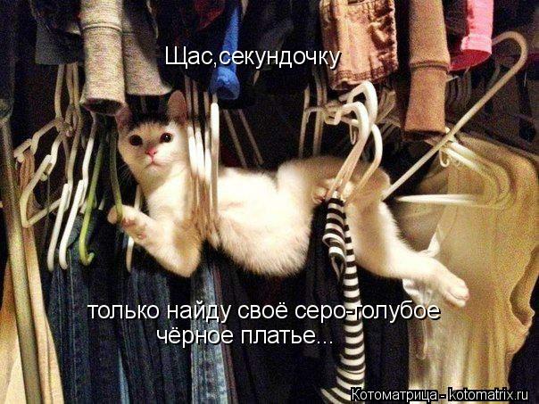 Щас,секундочку только найду своё серо-голубое чёрное платье...... Котоматрица: Щас,секундочку только найду своё серо-голубое чёрное платье...