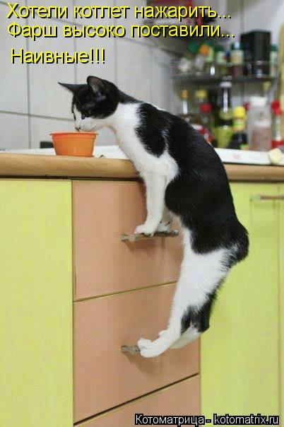 Хотели котлет нажарить... Фарш высоко поставили... Наивные!!!... Котоматрица: Хотели котлет нажарить... Фарш высоко поставили... Наивные!!!
