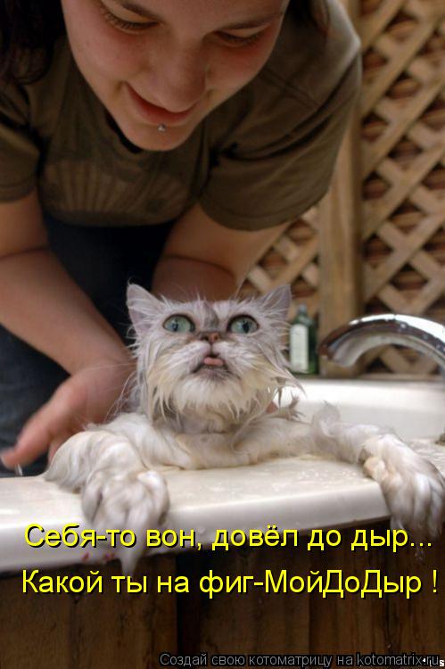 Себя-то вон, довёл до дыр... Какой ты на фиг-МойДоДыр !... Котоматрица: Себя-то вон, довёл до дыр... Какой ты на фиг-МойДоДыр !