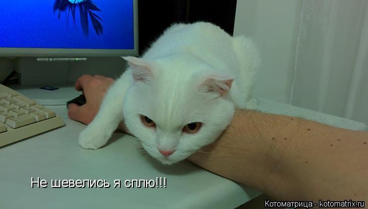 Не шевелись я сплю!!!... Котоматрица: Не шевелись я сплю!!!