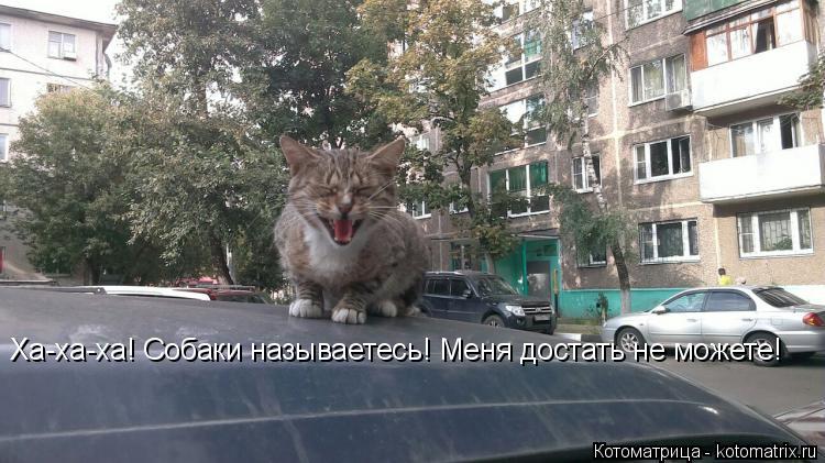Ха-ха-ха! Собаки называетесь! Меня достать не можете! Уроды! Ха-ха-ха! Собаки называетесь! Меня доста... Котоматрица: Ха-ха-ха! Собаки называетесь! Меня достать не можете! Уроды! Ха-ха-ха! Собаки называетесь! Меня достать не можете!