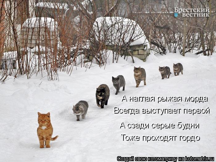 А наглая рыжая морда Всегда выступает первой А сзади серые будни Тоже проходят гордо... Котоматрица: А наглая рыжая морда Всегда выступает первой А сзади серые будни Тоже проходят гордо