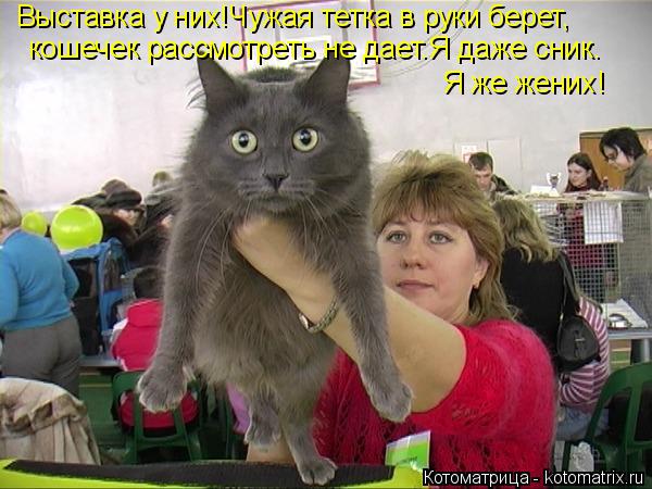 Выставка у них!Чужая тетка в руки берет, кошечек рассмотреть не дает.Я даже сник. Я же жених!... Котоматрица: Выставка у них!Чужая тетка в руки берет, кошечек рассмотреть не дает.Я даже сник. Я же жених!
