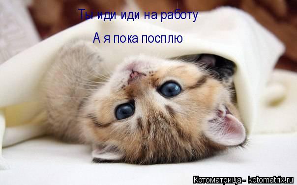 Ты иди иди на работу А я пока посплю... Котоматрица: Ты иди иди на работу А я пока посплю