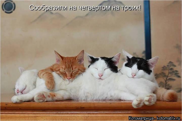 Сообразили на четвертом на троих!... Котоматрица: Сообразили на четвертом на троих!
