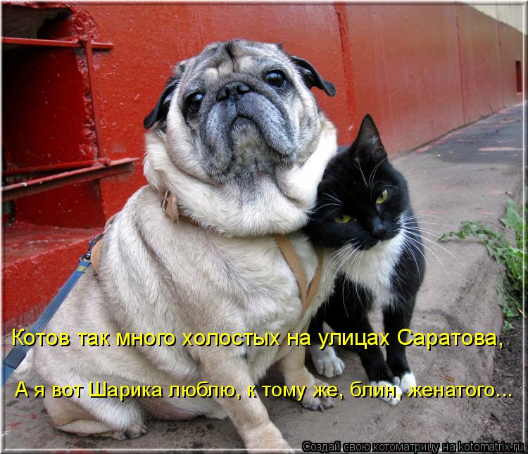 Котов так много холостых на улицах Саратова, А я вот Шарика люблю, к тому же, блин, женатого...... Котоматрица: Котов так много холостых на улицах Саратова, А я вот Шарика люблю, к тому же, блин, женатого...