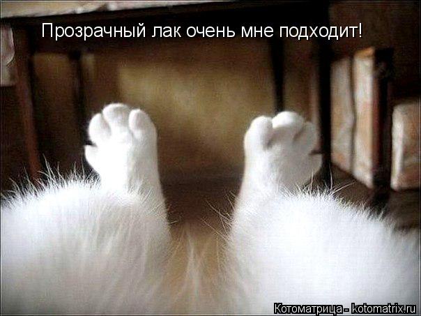 Прозрачный лак очень мне подходит!... Котоматрица: Прозрачный лак очень мне подходит!