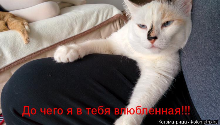 До чего я в тебя влюбленная!!!... Котоматрица: До чего я в тебя влюбленная!!!