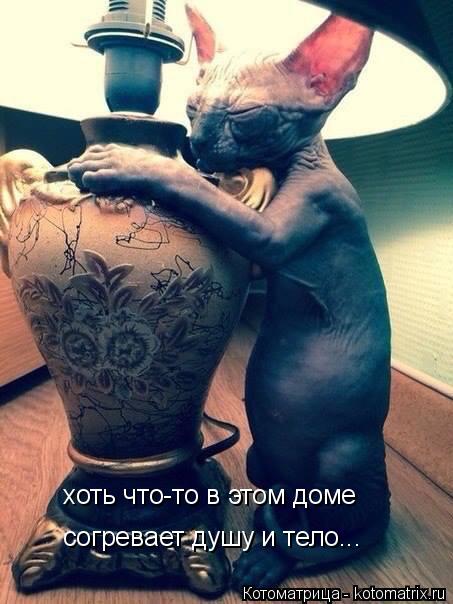 хоть что-то в этом доме согревает душу и тело...... Котоматрица: хоть что-то в этом доме согревает душу и тело...