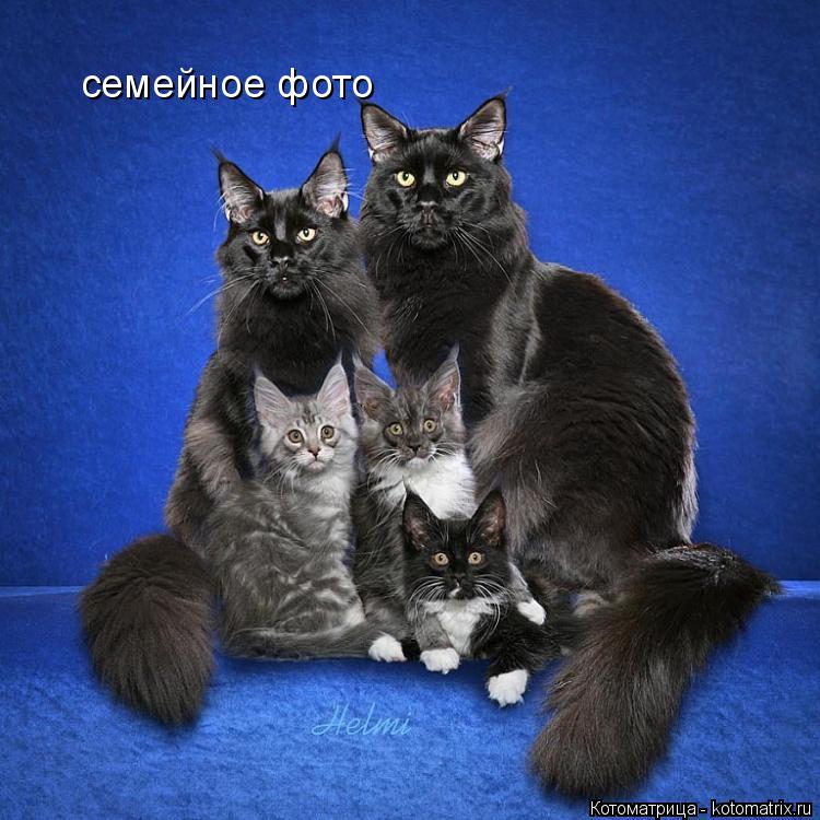 семейное фото... Котоматрица: семейное фото