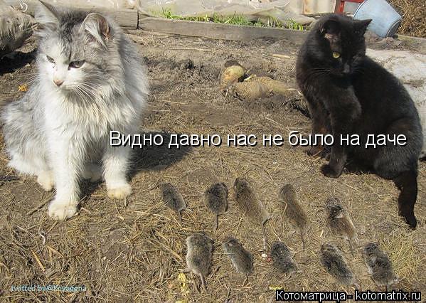 Видно давно нас не было на даче... Котоматрица: Видно давно нас не было на даче
