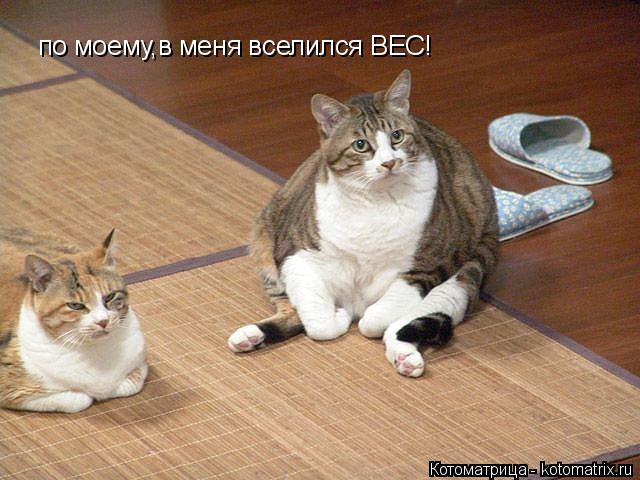 по моему,в меня вселился ВЕС!... Котоматрица: по моему,в меня вселился ВЕС!
