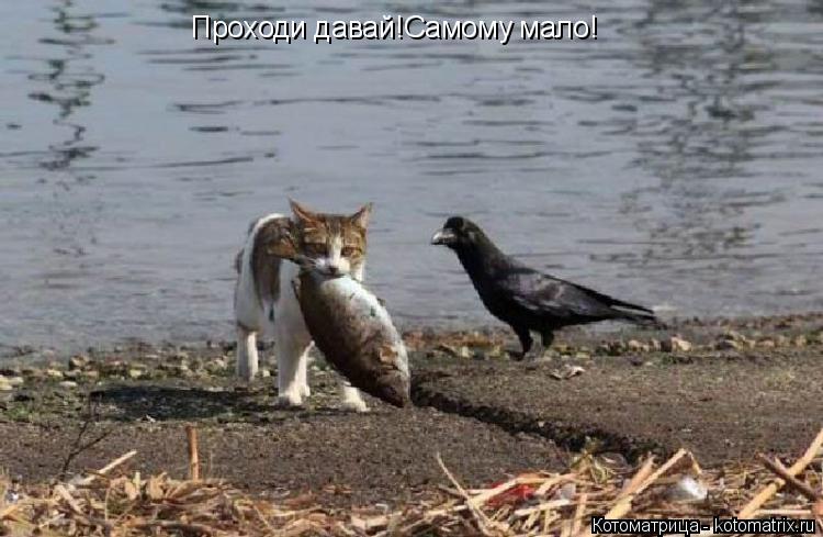 Проходи давай!Самому мало!... Котоматрица: Проходи давай!Самому мало!