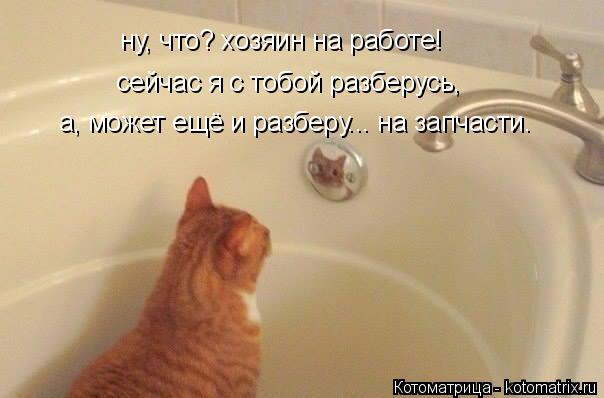 ну, что? хозяин на работе! сейчас я с тобой разберусь, а, может ещё и разберу... на запчасти.... Котоматрица: ну, что? хозяин на работе! сейчас я с тобой разберусь, а, может ещё и разберу... на запчасти.