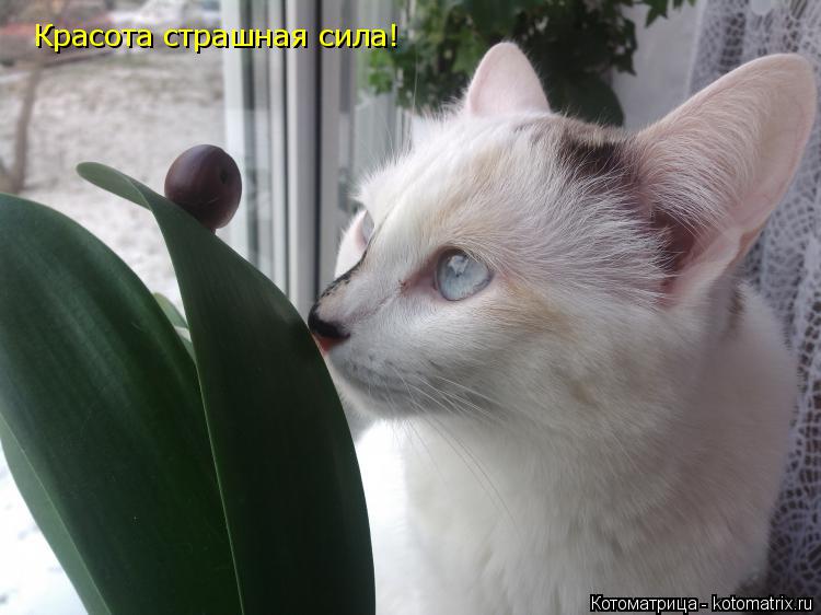 Красота страшная сила!... Котоматрица: Красота страшная сила!