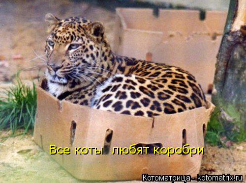 Все коты любят коробри... Котоматрица: Все коты любят коробри