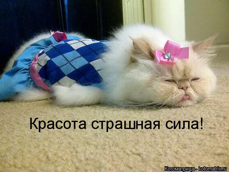 Красота страшная сила!... Котоматрица: Красота страшная сила!