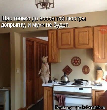 Щас только до вооон той люстры допрыгну, и мухи не будет.... Котоматрица: Щас только до вооон той люстры допрыгну, и мухи не будет.