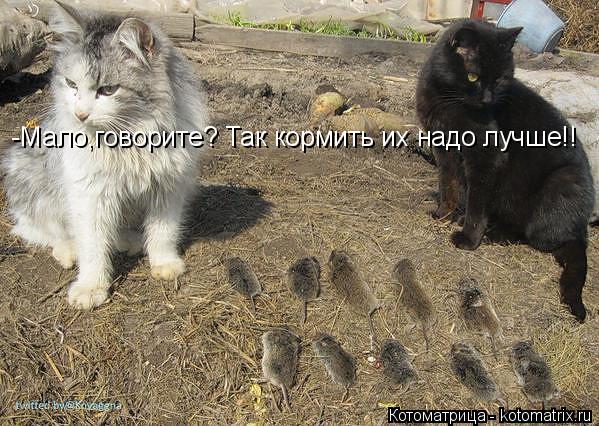 -Мало,говорите? Так кормить их надо лучше!!... Котоматрица: -Мало,говорите? Так кормить их надо лучше!!