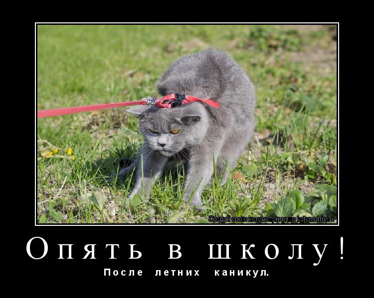 Опять в школу! П о с л е л е т н и х к а н и к у л.... Котоматрица: Опять в школу! П о с л е л е т н и х к а н и к у л.