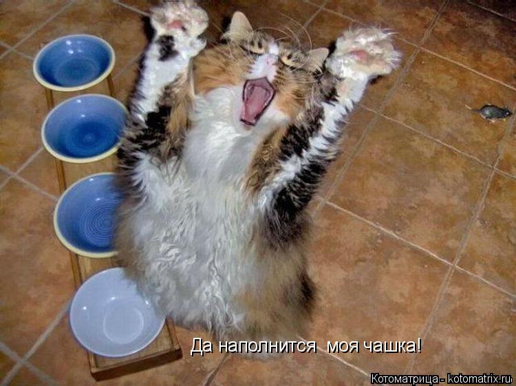 Да наполнится моя чашка!... Котоматрица: Да наполнится моя чашка!