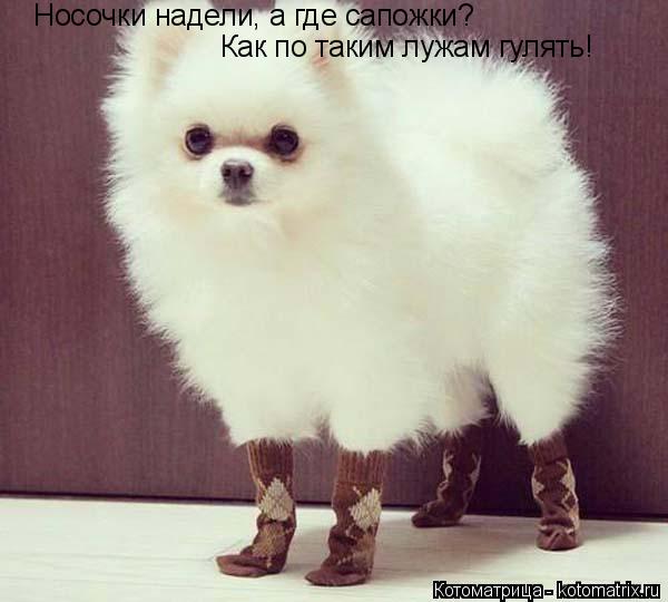 Носочки надели, а где сапожки? Как по таким лужам гулять!... Котоматрица: Носочки надели, а где сапожки? Как по таким лужам гулять!