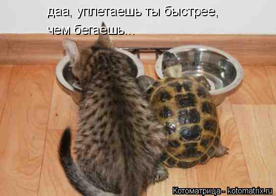 даа, уплетаешь ты быстрее, чем бегаешь...... Котоматрица: даа, уплетаешь ты быстрее, чем бегаешь...