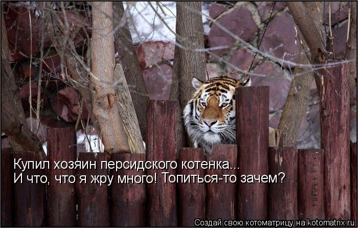 Купил хозяин персидского котенка... И что, что я жру много! Топиться-то зачем?... Котоматрица: Купил хозяин персидского котенка... И что, что я жру много! Топиться-то зачем?