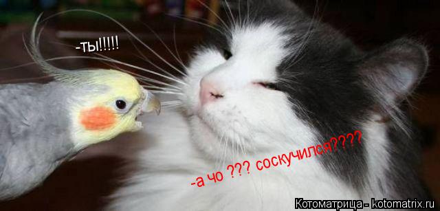 -ты!!!!! -а чо ??? соскучился????... Котоматрица: -ты!!!!! -а чо ??? соскучился????