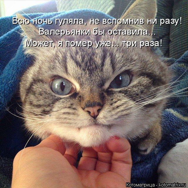 Всю ночь гуляла, не вспомнив ни разу! Валерьянки бы оставила... Может, я помер уже... три раза!... Котоматрица: Всю ночь гуляла, не вспомнив ни разу! Валерьянки бы оставила... Может, я помер уже... три раза!