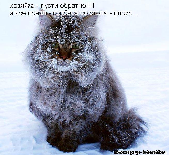 хозяйка - пусти обратно!!!! я все понял - колбаса со стола - плохо...... Котоматрица: хозяйка - пусти обратно!!!! я все понял - колбаса со стола - плохо...
