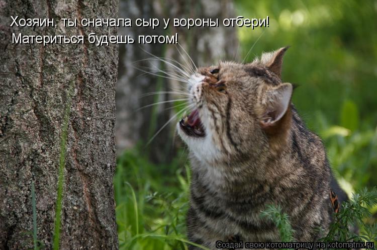 Хозяин, ты сначала сыр у вороны отбери! Материться будешь потом!... Котоматрица: Хозяин, ты сначала сыр у вороны отбери! Материться будешь потом!