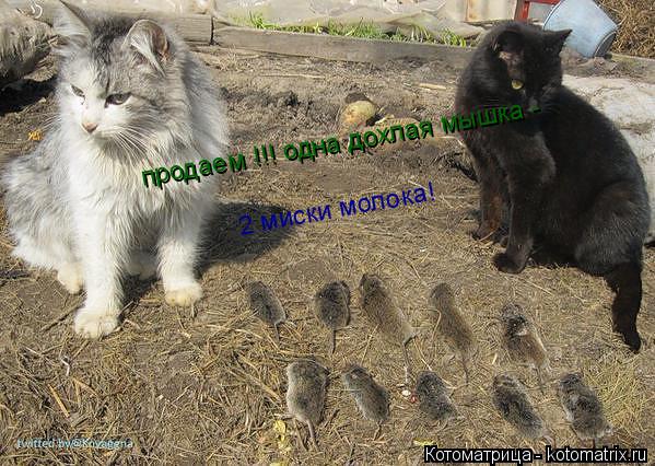 продаем !!! одна дохлая мышка - 2 миски молока!... Котоматрица: продаем !!! одна дохлая мышка - 2 миски молока!