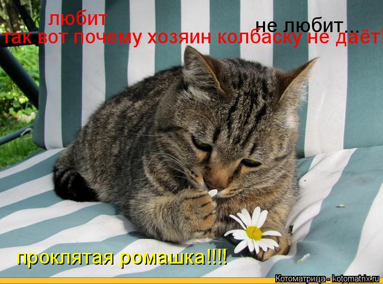 любит не любит ... проклятая ромашка!!!! так вот почему хозяин колбаску не даёт!!!!... Котоматрица: любит не любит ... проклятая ромашка!!!! так вот почему хозяин колбаску не даёт!!!!