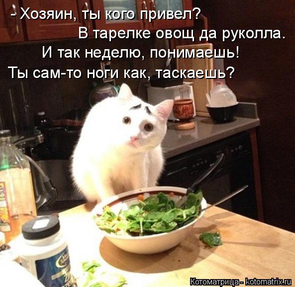 - Хозяин, ты кого привел? В тарелке овощ да руколла. И так неделю, понимаешь! Ты сам-то ноги как, тас... Котоматрица: - Хозяин, ты кого привел? В тарелке овощ да руколла. И так неделю, понимаешь! Ты сам-то ноги как, таскаешь?