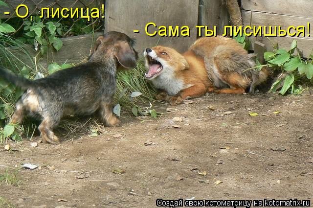 - О, лисица! - Сама ты лисишься!... Котоматрица: - О, лисица! - Сама ты лисишься!