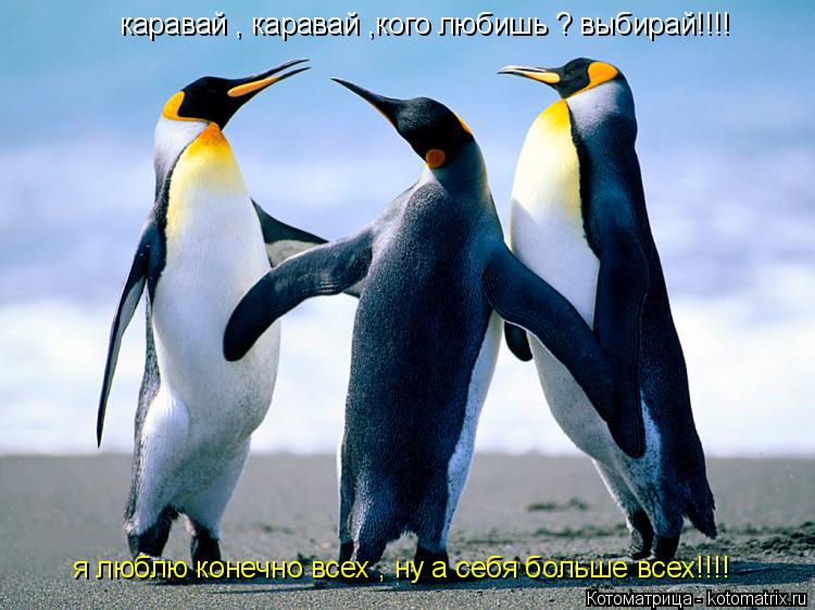 каравай , каравай ,кого любишь ? выбирай!!!! я люблю конечно всех , ну а себя больше всех!!!!... Котоматрица: каравай , каравай ,кого любишь ? выбирай!!!! я люблю конечно всех , ну а себя больше всех!!!!