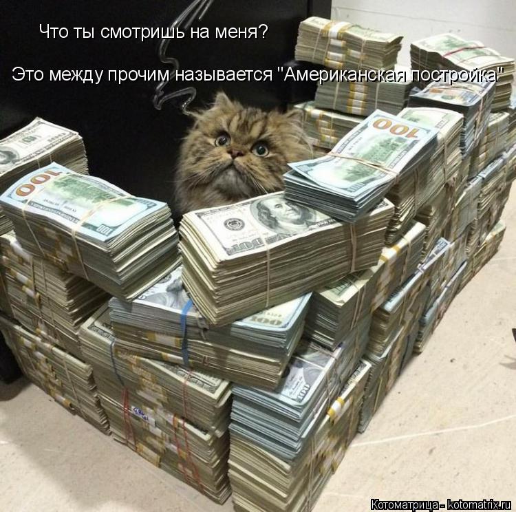 Что ты смотришь на меня? Это между прочим называется "Американская постройка"... Котоматрица: Что ты смотришь на меня? Это между прочим называется "Американская постройка"
