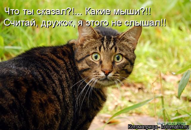 Что ты сказал?!... Какие мыши?!! Считай, дружок, я этого не слышал!!... Котоматрица: Что ты сказал?!... Какие мыши?!! Считай, дружок, я этого не слышал!!