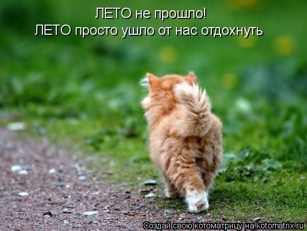 Котоматрица: ЛЕТО не прошло!  ЛЕТО просто ушло от нас отдохнуть