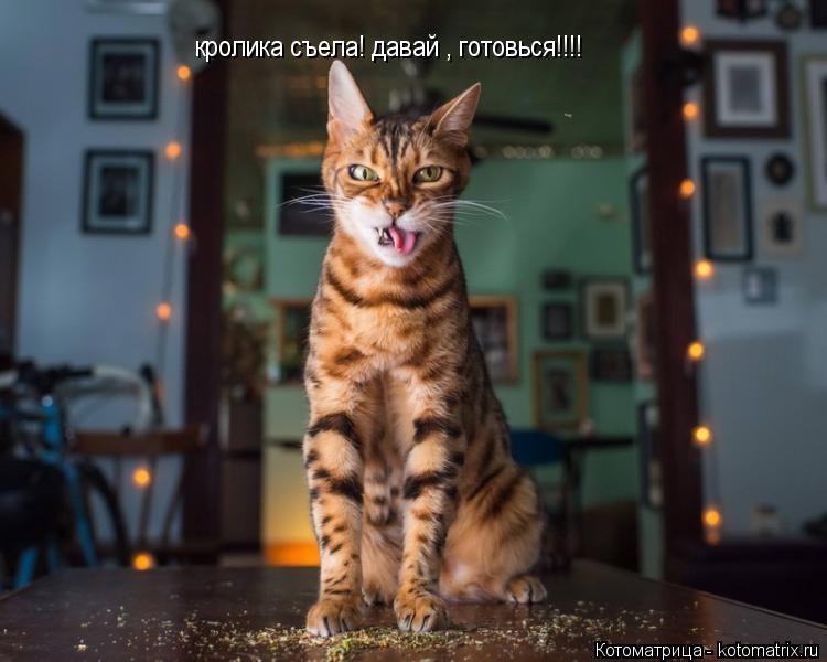 кролика съела! давай , готовься!!!!... Котоматрица: кролика съела! давай , готовься!!!!
