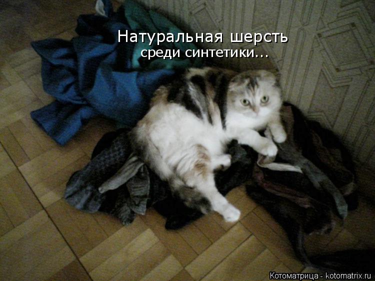 Натуральная шерсть среди синтетики...... Котоматрица: Натуральная шерсть среди синтетики...