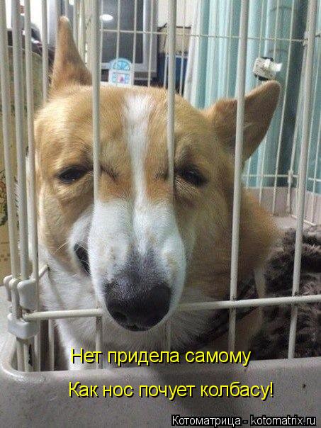 Нет придела самому Как нос почует колбасу!... Котоматрица: Нет придела самому Как нос почует колбасу!